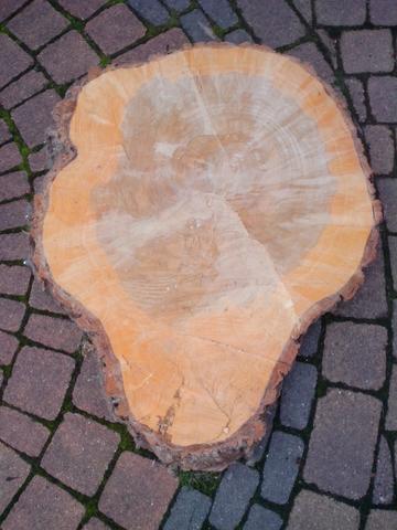 Holz baumstamm Holz baumstamm