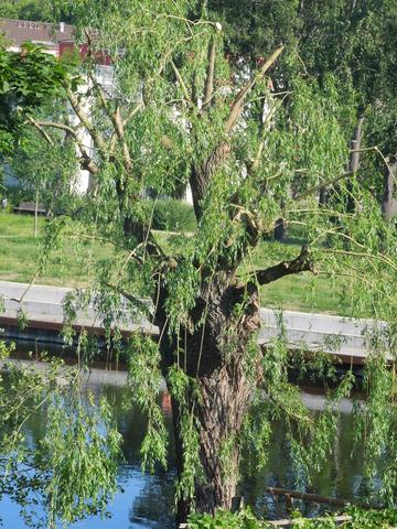 Weide - (Landschaft, Baumschnitt, Baumpflege)