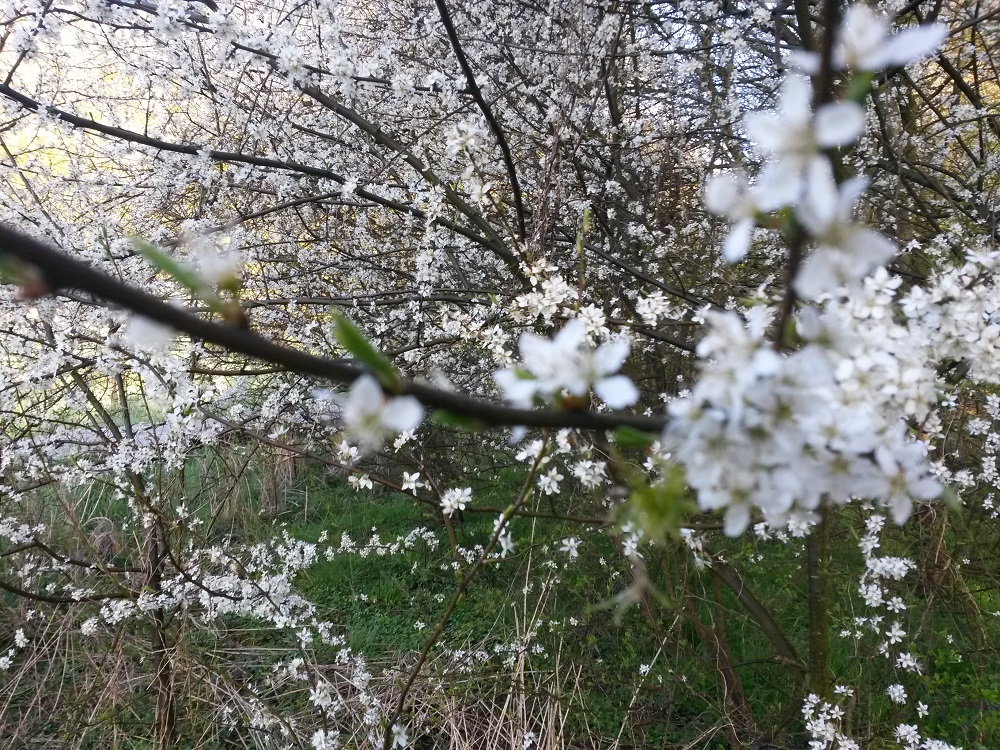 Baum/Strauch Bestimmung. Vogelkirsche? (Natur, sträucher)