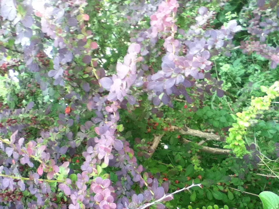 Baum/Strauch mit lila kleinen runden Blättern (Pflanzen, Blatt, sträucher)