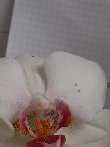 Bbraune Flecken auf der Orchidee auf der Orchidee?