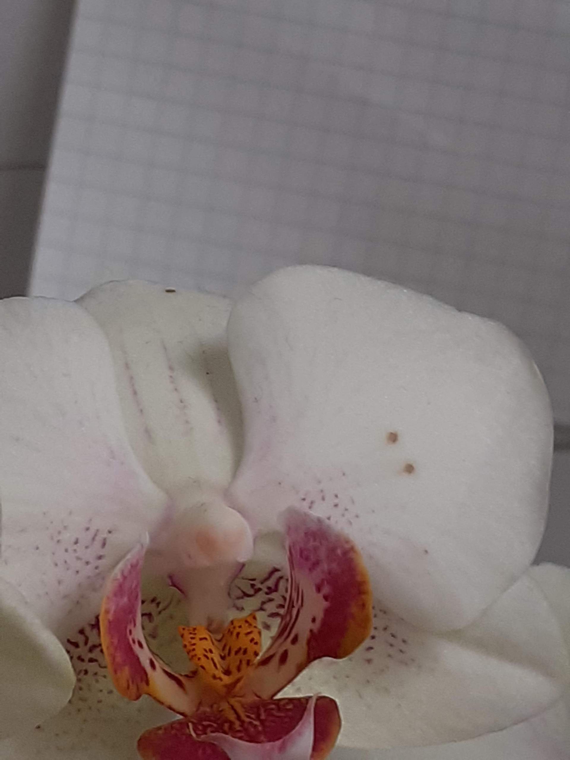 Bbraune Flecken auf der Orchidee auf der Orchidee? (Schädlinge ...
