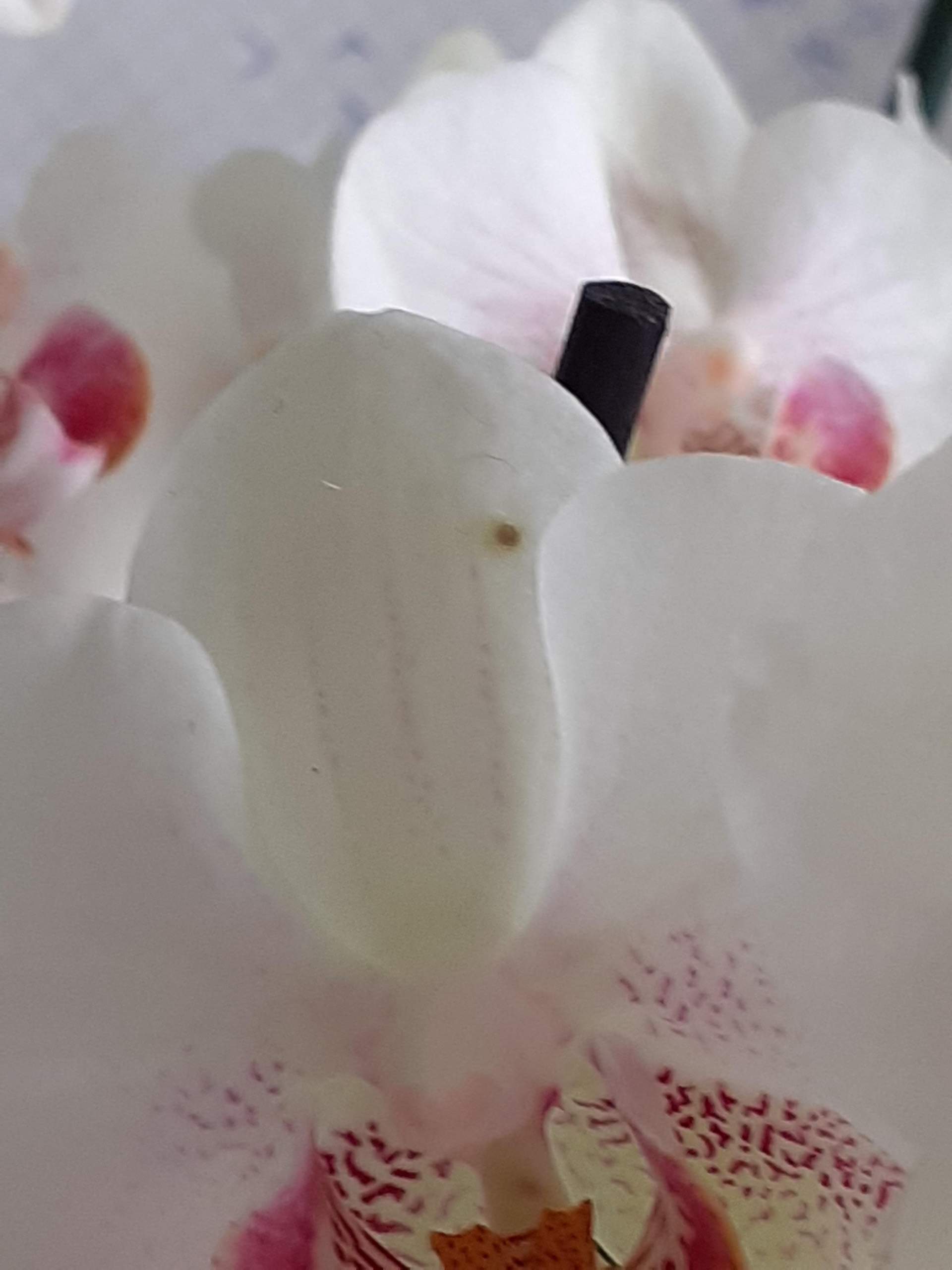 Bbraune Flecken auf der Orchidee auf der Orchidee? (Schädlinge, Orchideen, Befall)