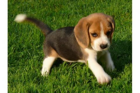 Den will ich kaufen - (Hund, Name, Beagle)