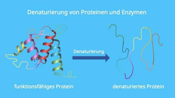 Bedeutet das jetzt, dass Proteine rechts schwächer wirken als links?