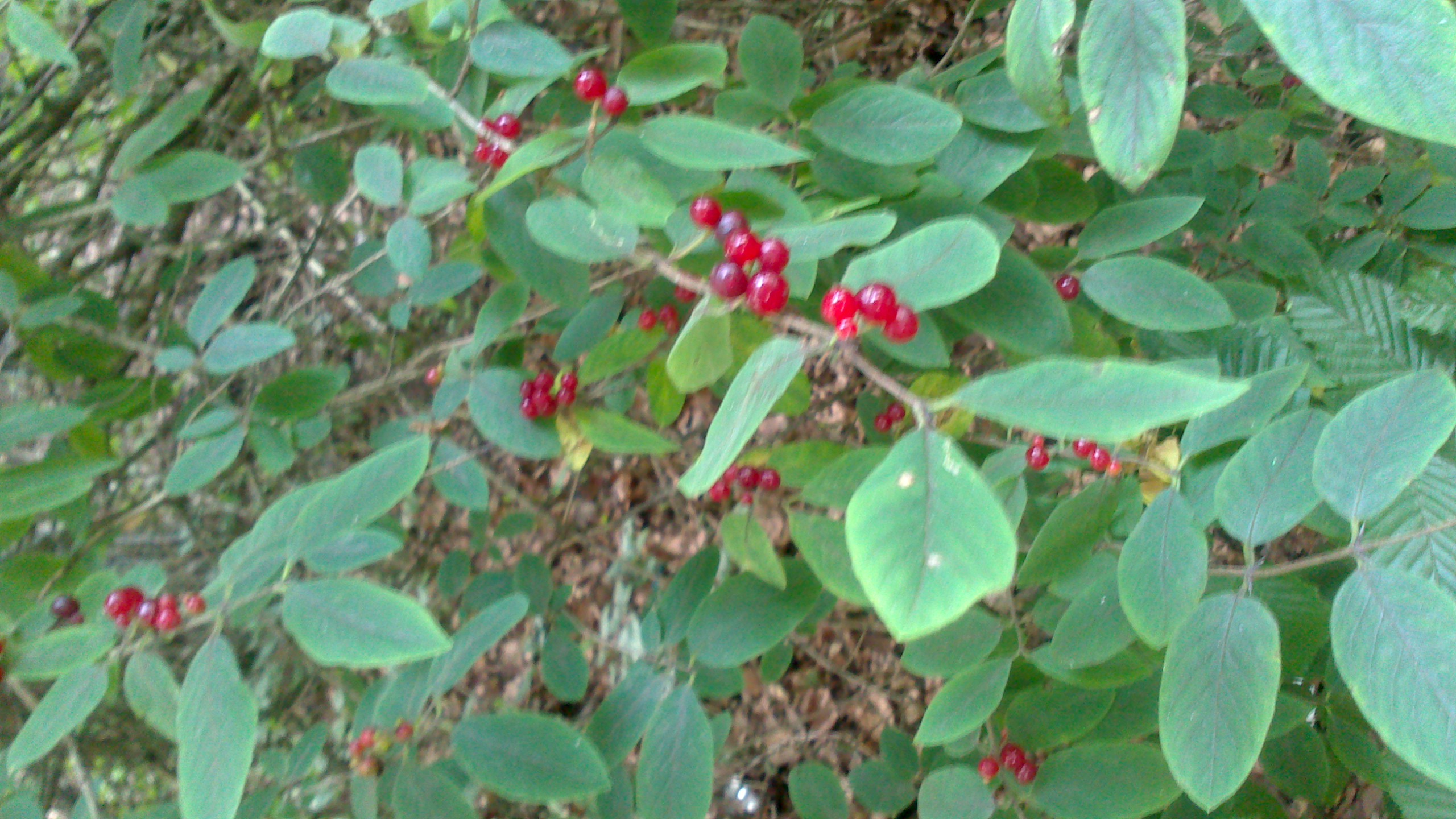 Rote Beeren Strauch Giftig Wohn Design Beere Pflanze Sieht Aus Wie Rote Johannisbeere Giftig Gesundheit