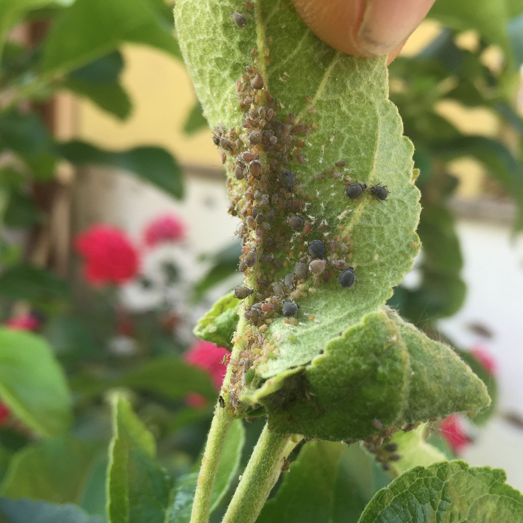 Befall am Apfelbaum, was tun? (Baum, Pilze, Schädlinge)