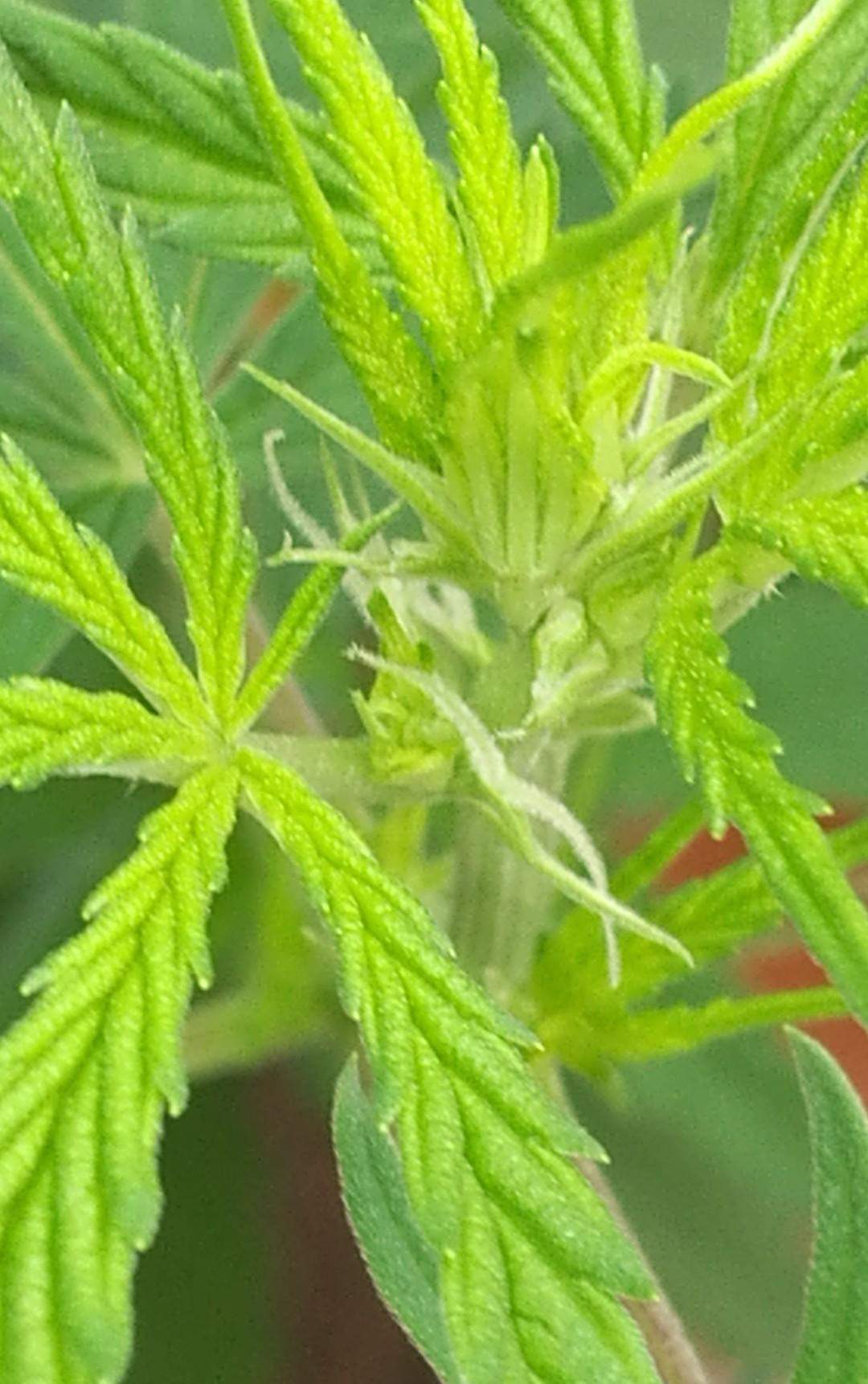 Befindet sich meine Hanf Pflanze in der blûtenphase? (Gras)