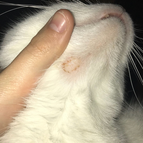 Begrenzter Haarausfall Bei Meiner Katze Gesundheit Und Medizin Tiere Medizin Begrenzter Haarausfall Bei Meiner Katze Gesundheit Und Medizin Tiere Medizin