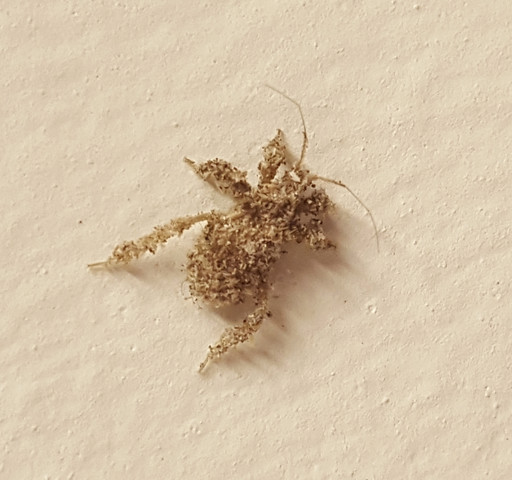 Foto des Käfers  - (Insekten, Käfer)