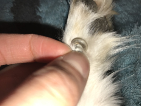 bei meinem hund ist die wolfskralle einmal um sich herum gewachsen was soll ich tun wie schneide ich sie