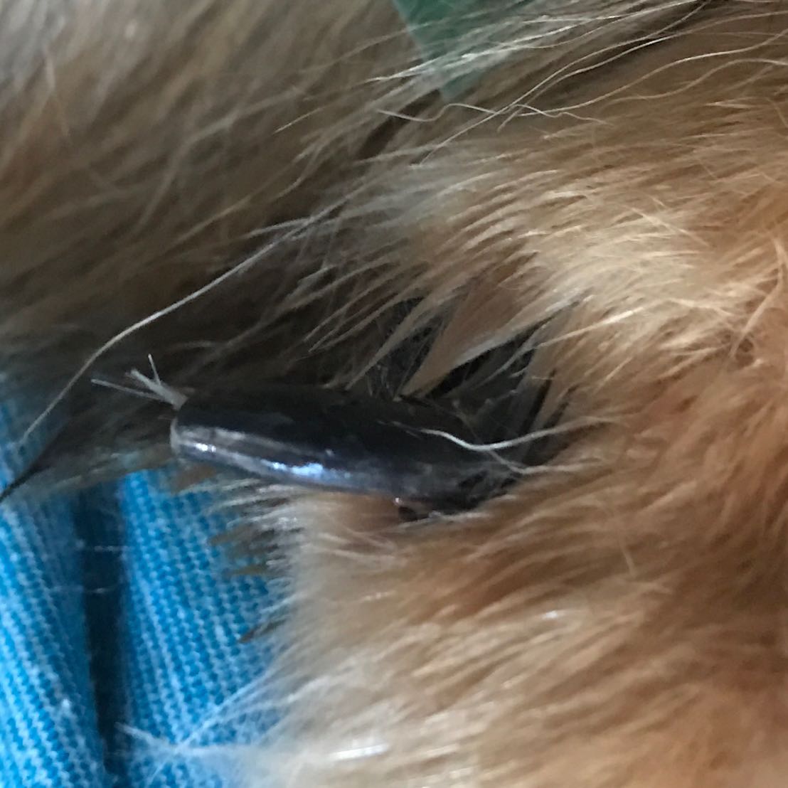Bei meinem Hund ist eine Kralle abgebrochen, was tun? (Tierarzt, Krallen)