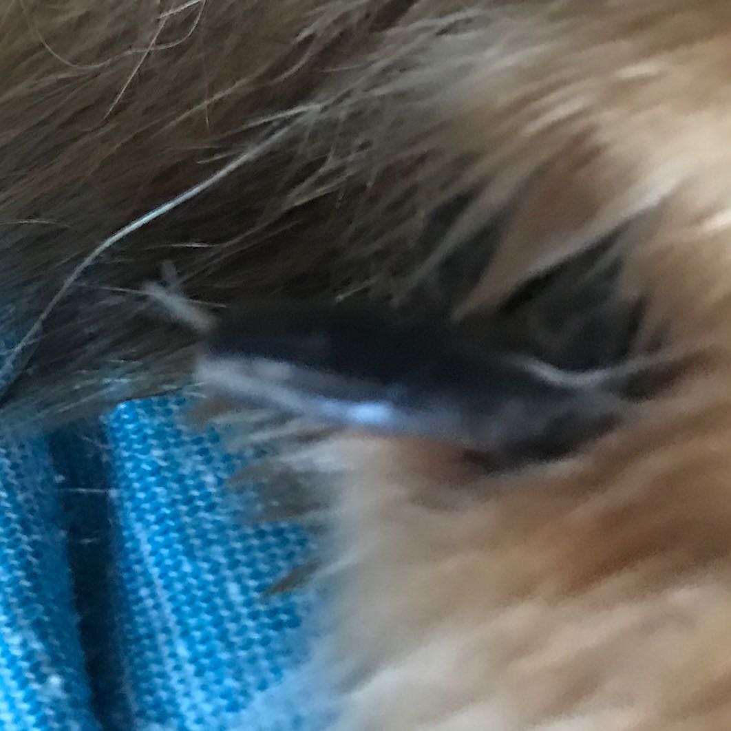 Bei meinem Hund ist eine Kralle abgebrochen, was tun? (Tierarzt, Krallen)