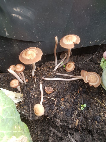 Was sind das für Pilze ? - (Pilze, Hochbeet)
