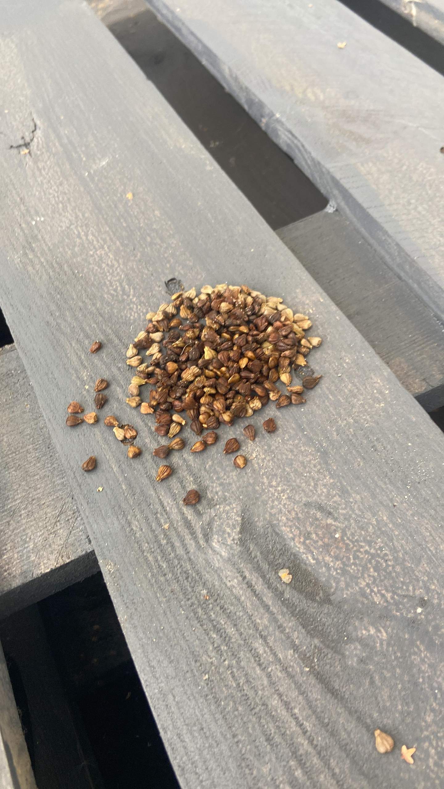 Bei uns in der Terrasse haben wir das hier entdeckt. Siehe Bild. Was ... Bei uns in der Terrasse haben wir das hier entdeckt. Siehe Bild. Was ...