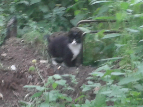 bei uns lauft eine katzen rum ohne halsband wir haben auch welche aber die sind geimpft und haben einen halsband was passiert mit wilden katzen uberleben die katze