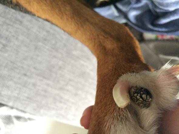bei unserem hund ist der ballen von der wolfskralle komisch bild ist dabei gesundheit ruede pfote