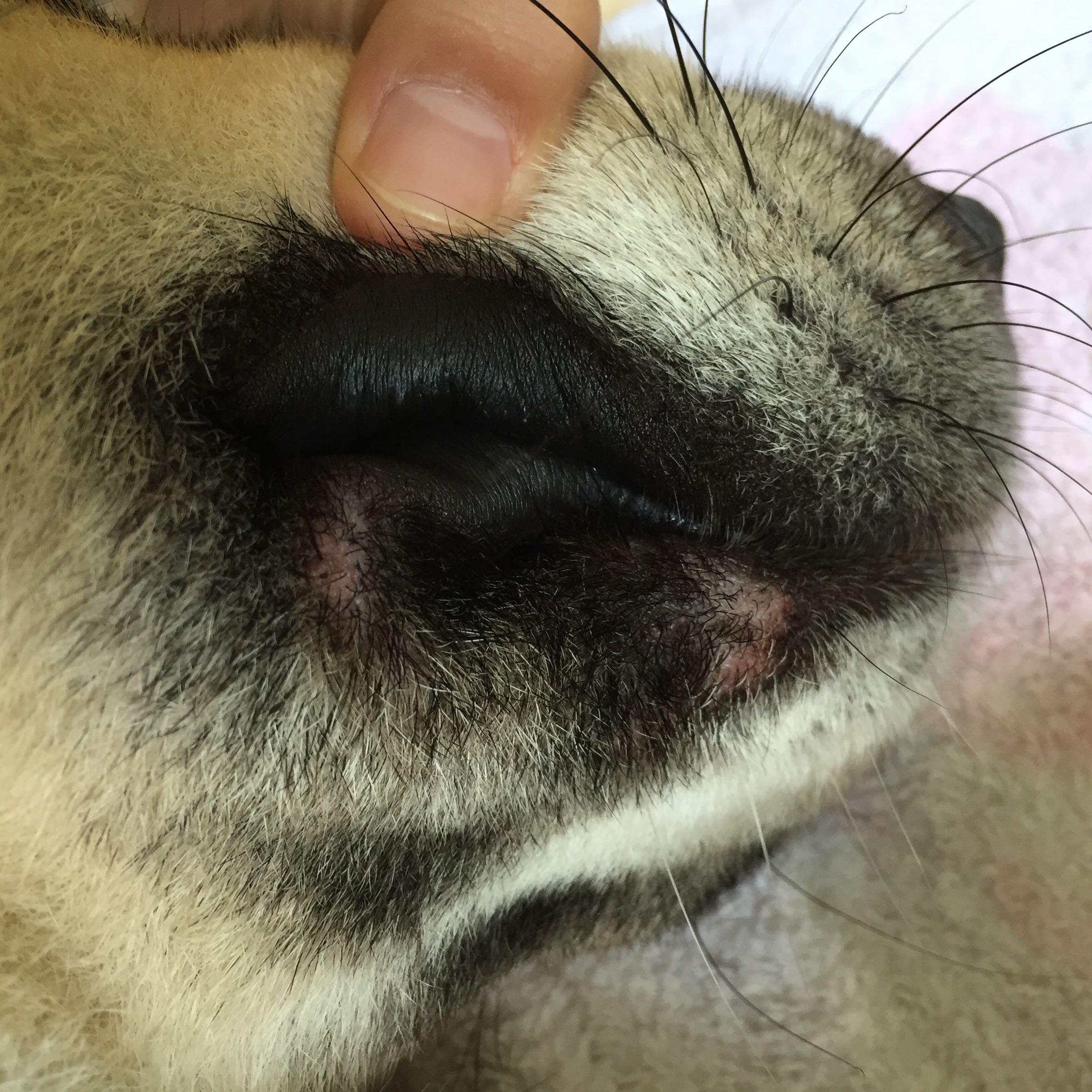 Beim Hund an der Schnauze flecken? (Tiere, krank, Husky)