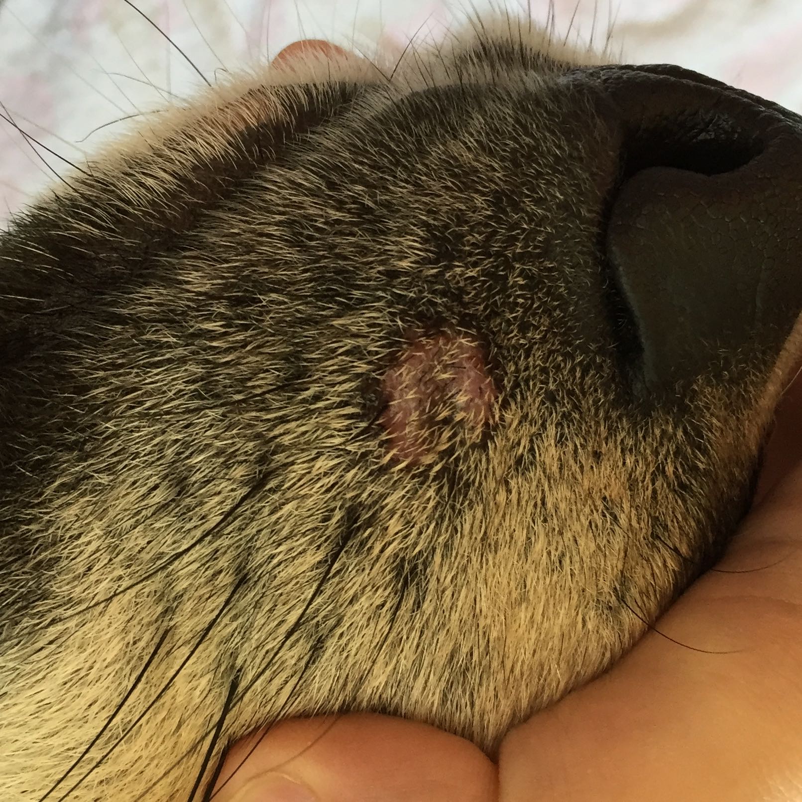 Beim Hund an der Schnauze flecken? (Tiere, krank, Husky)