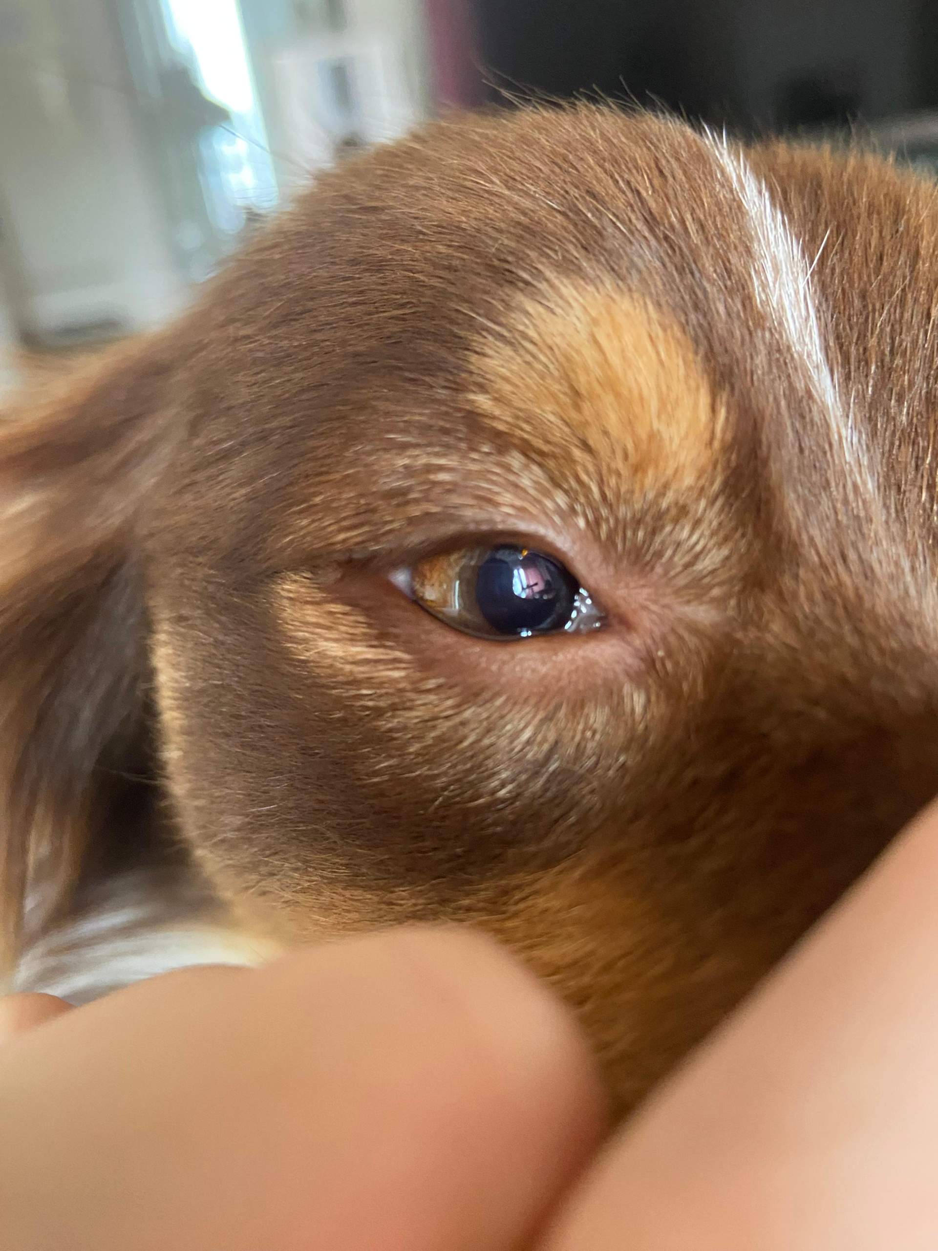 Beim Hund ist die eine Pupille größer als die andere? (Gesundheit