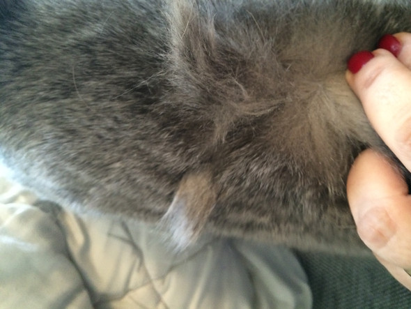 hab diese knubbel gerade bei meiner katze festgestellt was ist das nur krankheit