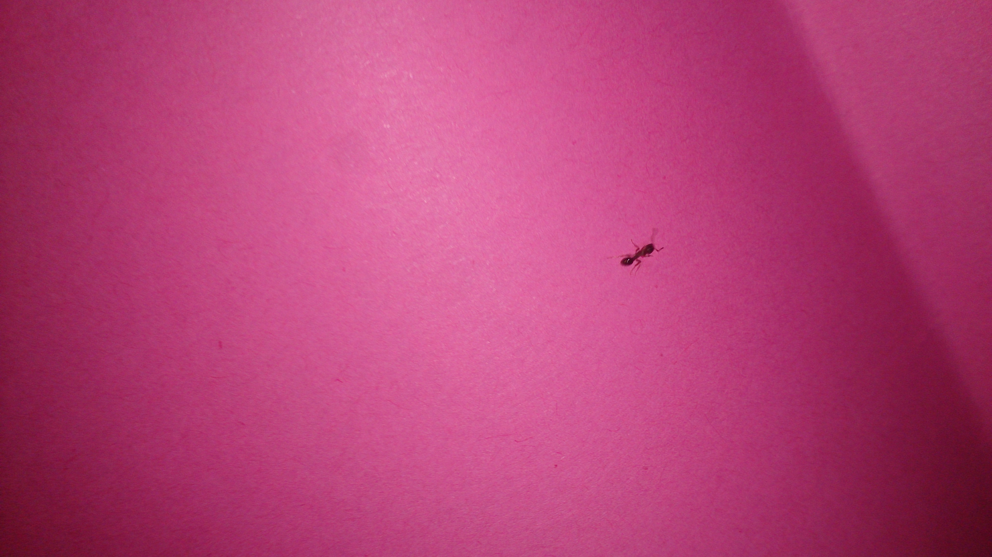 Beißende Ameisen in der Wohnung! Welche Art ist das? Was