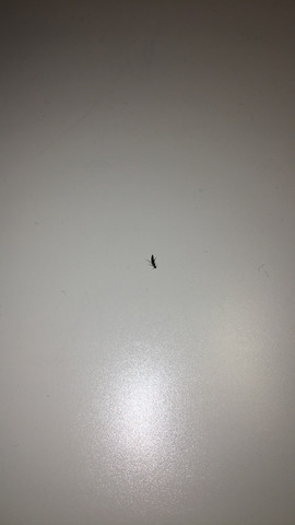 Beissende Kafer Im Bett Insekten Ungezieferbekampfung