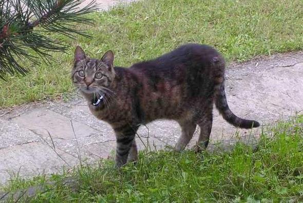 bekommen katzen graue haare alter