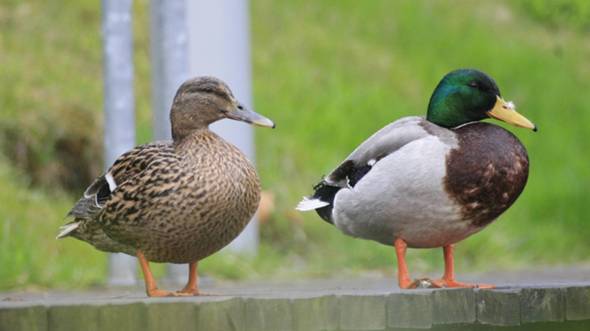 - (Gesundheit und Medizin, Ernährung, Tiere)