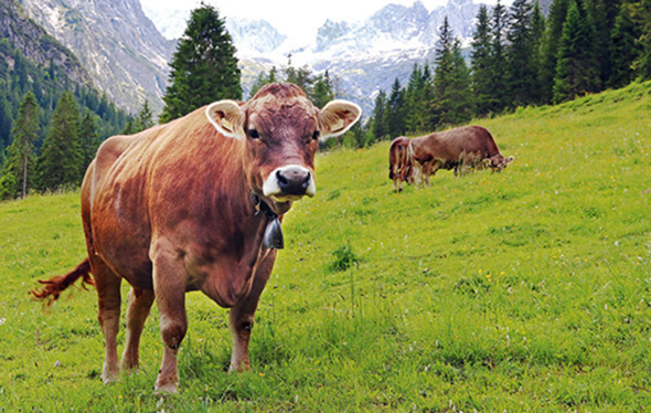 - (Gesundheit und Medizin, Ernährung, Tiere)