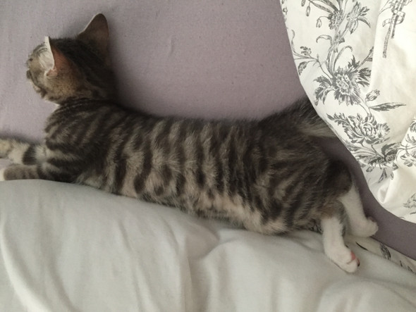 Bengal mix Katze? (Rasse)