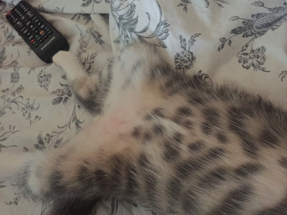 Bengal mix Katze? (Rasse)