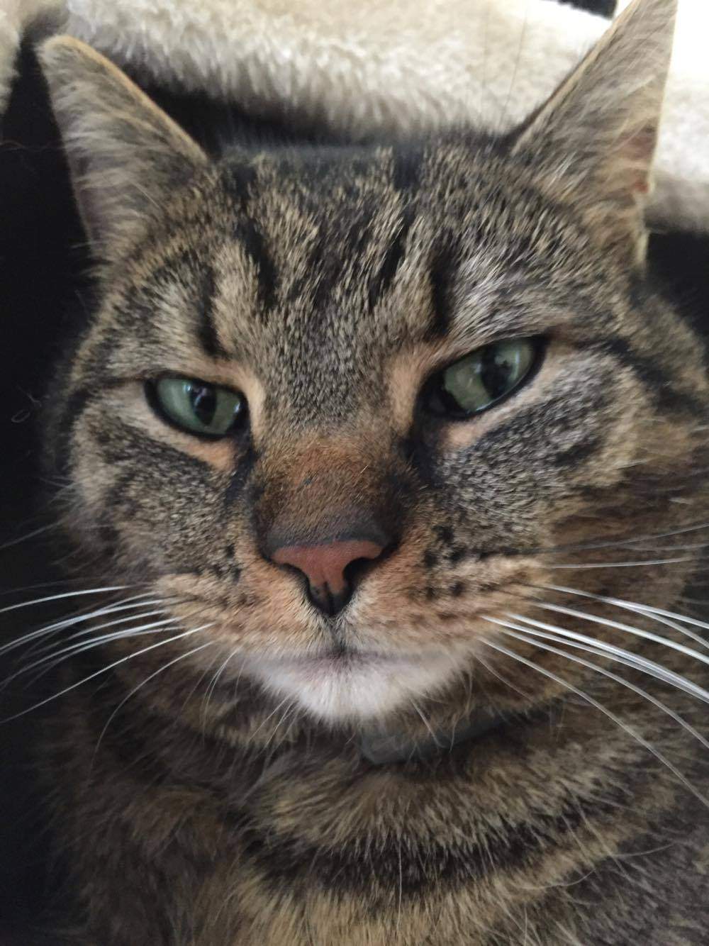 Bengal Mix oder Nicht? (Katze, Katzen, Hauskatze)