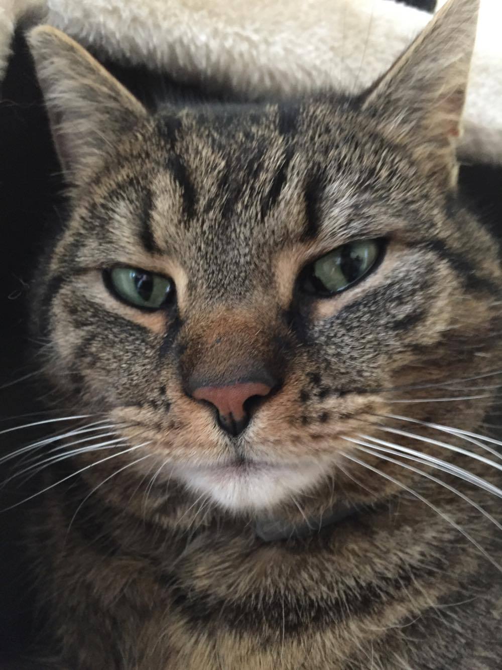 Featured image of post Charakter Bengal Mix