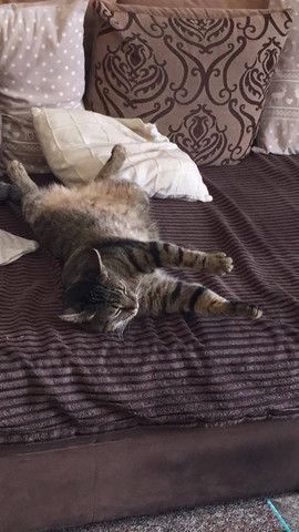 Featured image of post Bengal Mix Charakter