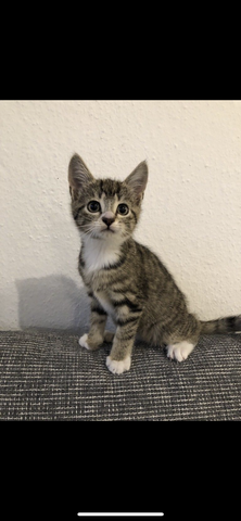 Bengal mix? (Katze, Kitten)