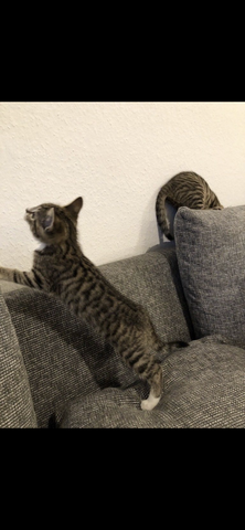 Bengal mix? (Katze, Kitten)