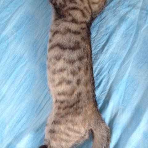 Bengal Oder Bengal Mix Katze Katzen Kitten