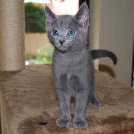 Bengal Oder Russisch Blau Katze