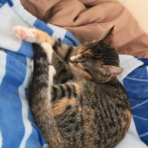 Bengalkatze? Ist 6 monate aber sieht irgendwie aus wie nh bengalkatze
