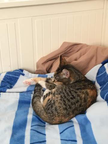 Bengalkatze? Ist 6 monate aber sieht irgendwie aus wie nh bengalkatze
