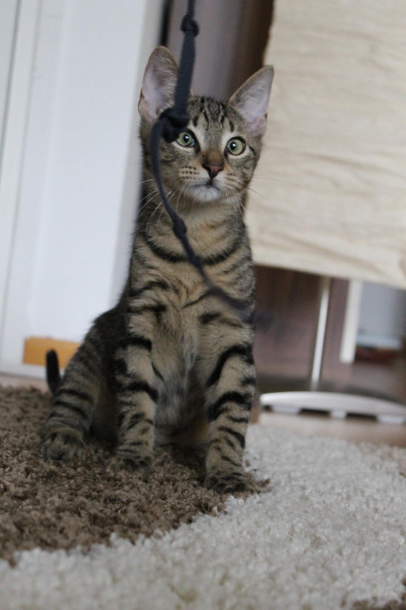 Featured image of post Bengal Mix Katze Charakter