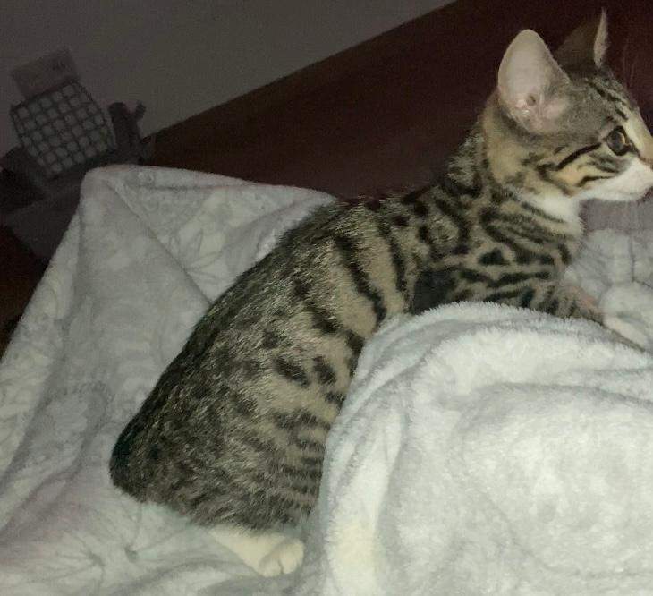 Bengalmix? (Katze, Haustiere, Bengal)