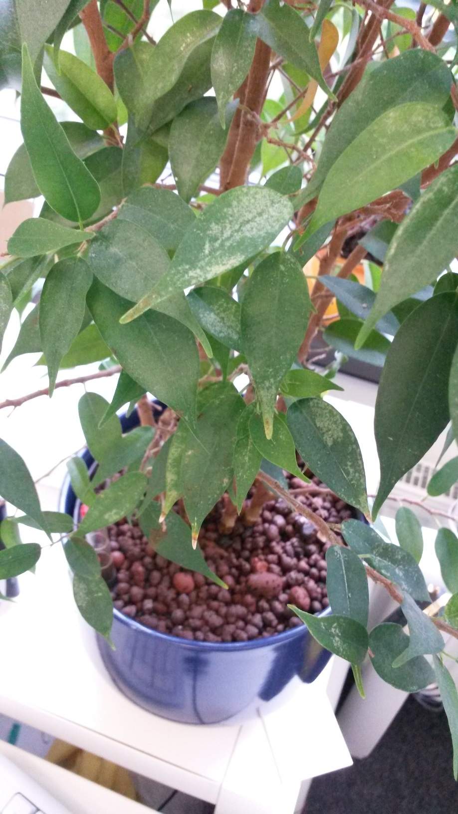 Benj. Ficus hat weie Flecken auf Blattoberseite (Hydrokultur)