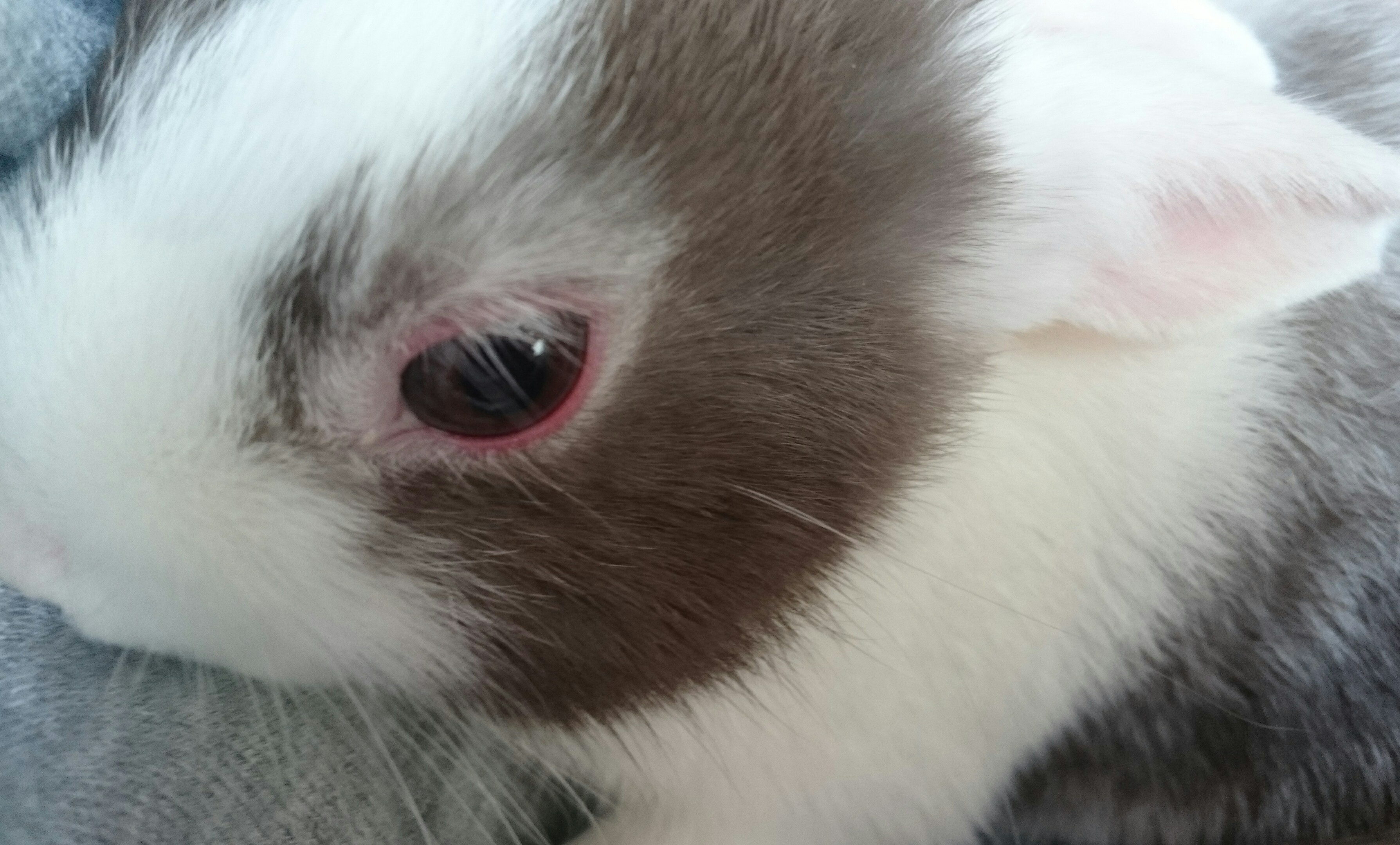 Bepanthen Augen Und Nasensalbe Bei Kaninchen Bepanthen Augen Und Nasensalbe Bei Kaninchen