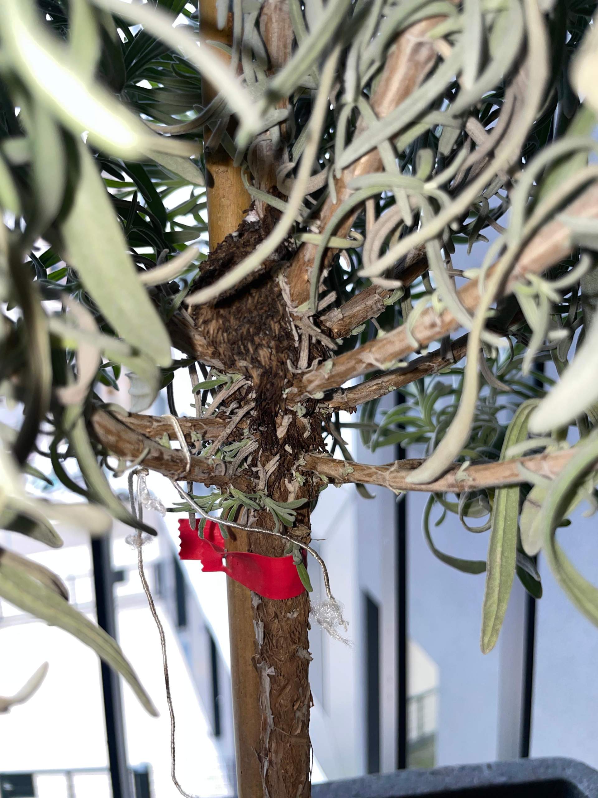 Beratung benötigt Umgang mit ungewöhnlicher Wucherung am Echten