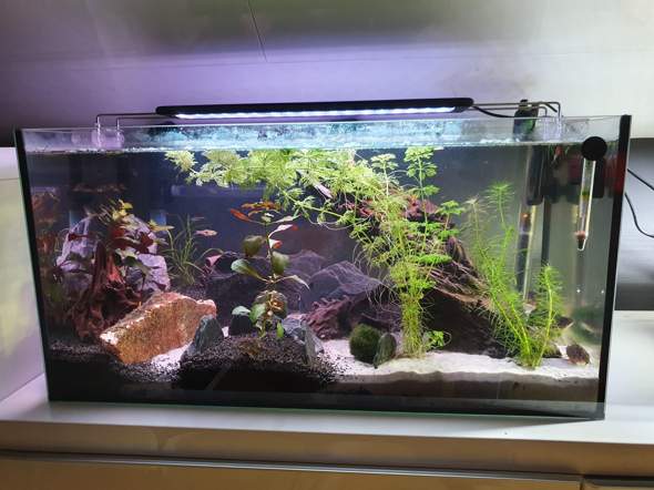Besatz 60l ok? (Tiere, Fische, Aquarium)