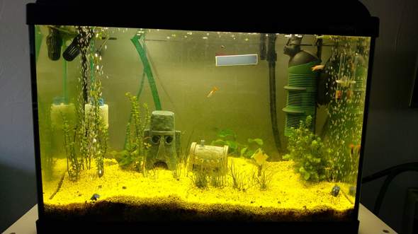 Besatz Fische Tiere Aquarium Aquaristik