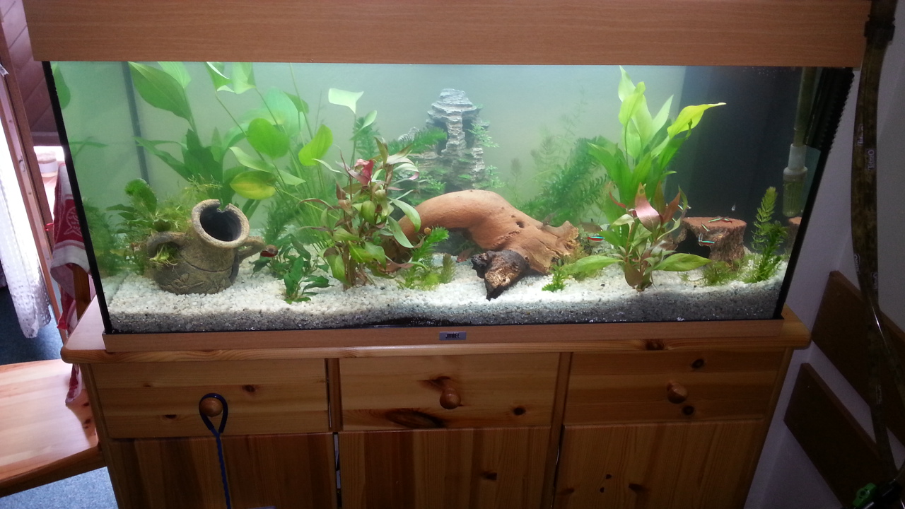 Besatz ok? rio 180l (Fische, Aquarium, Aquaristik)