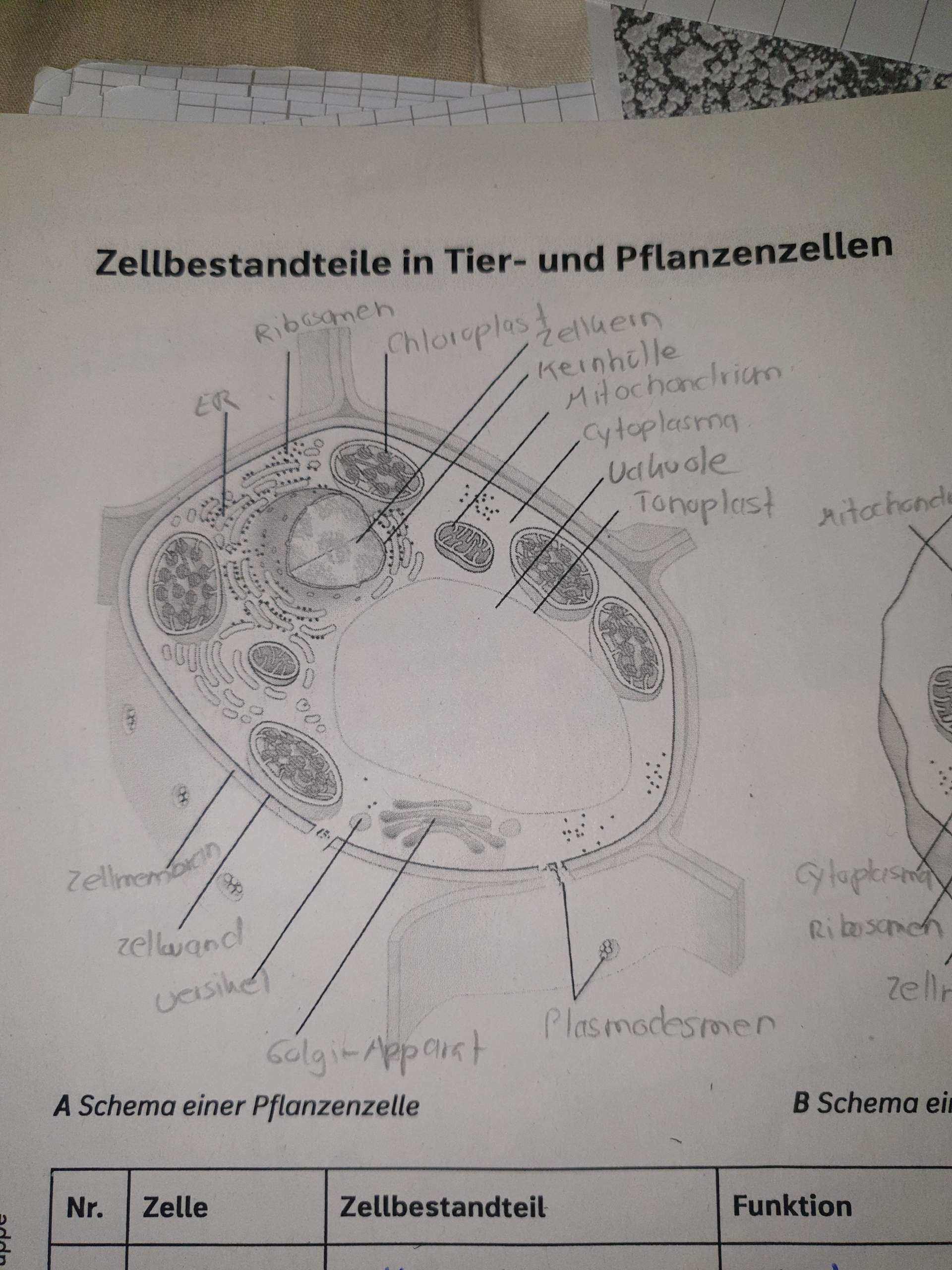 Beschriftung einer Pflanzenzelle? (Schule, Pflanzen, Bio)